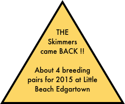  

THE Skimmers came BACK !!

About 4 breeding pairs for 2015 at Little Beach Edgartown

